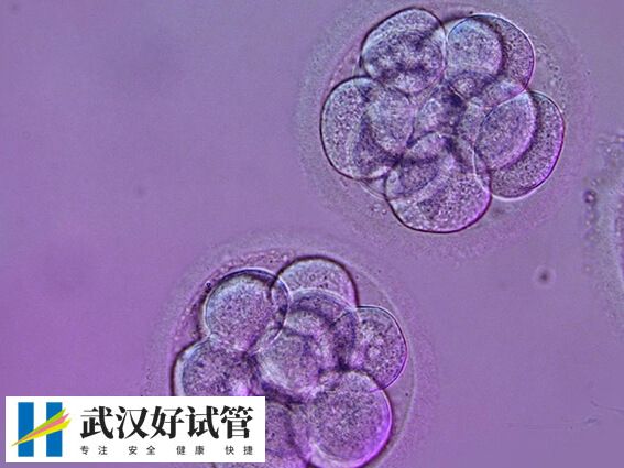 试管移植后怎么做容易成功着床(图2)