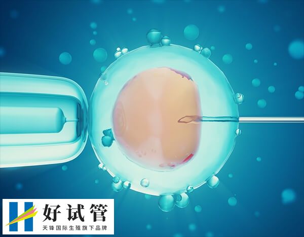 鲜胚移植与怀龙凤胎的关系不大