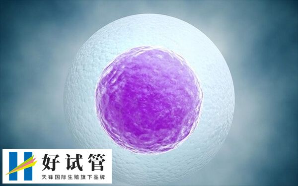 1期2期又被统称为早期囊胚