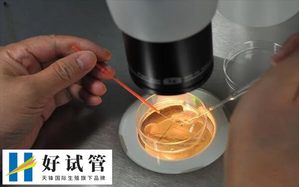 取出2个成熟卵子的怀孕几率因人而异