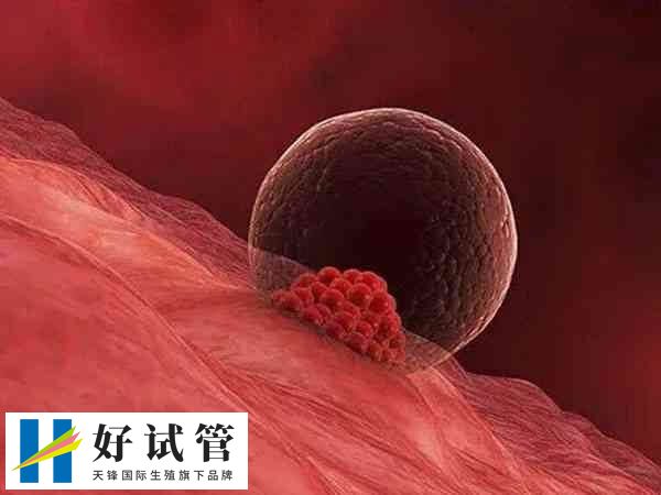 子宫环境会影响胚胎着床
