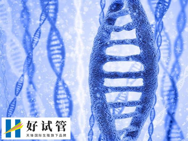 胚胎染色体CNV缺失移植后风险高